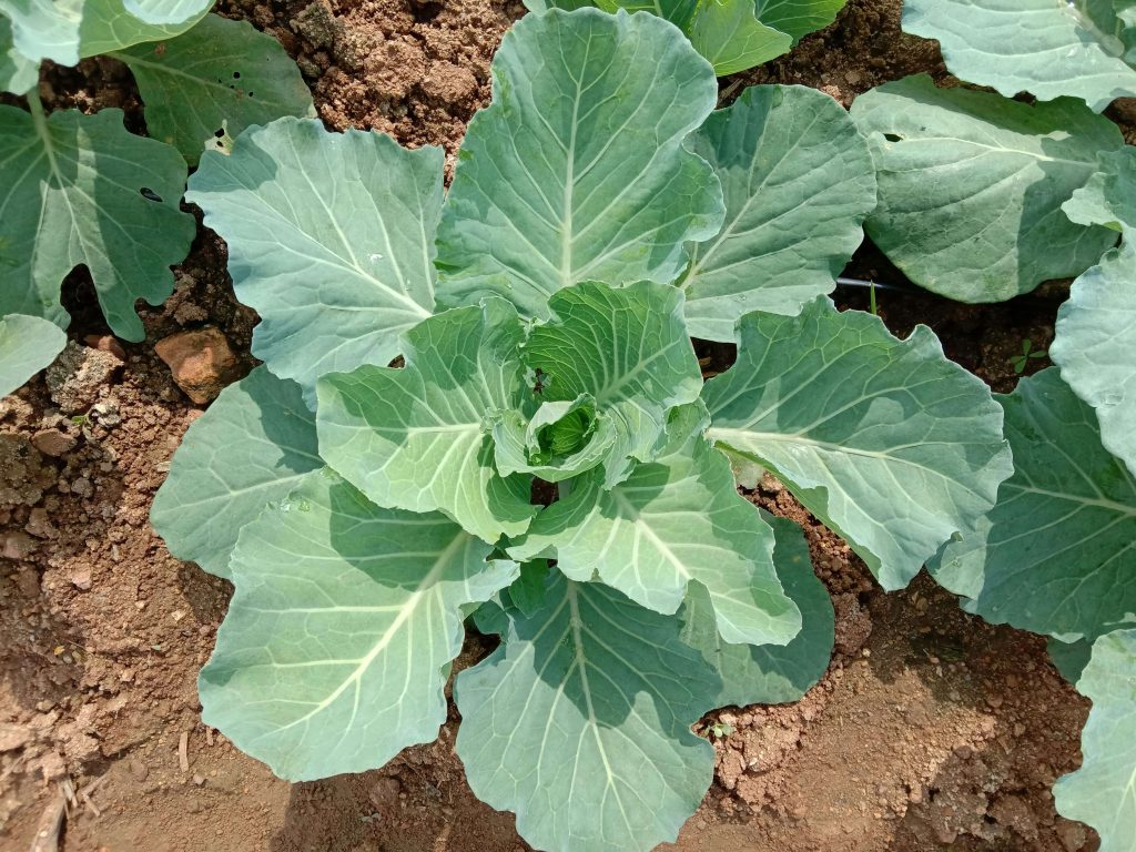 Is There a Trick to Growing Cabbage?
