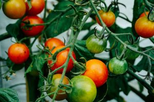 best soil for tomatoes