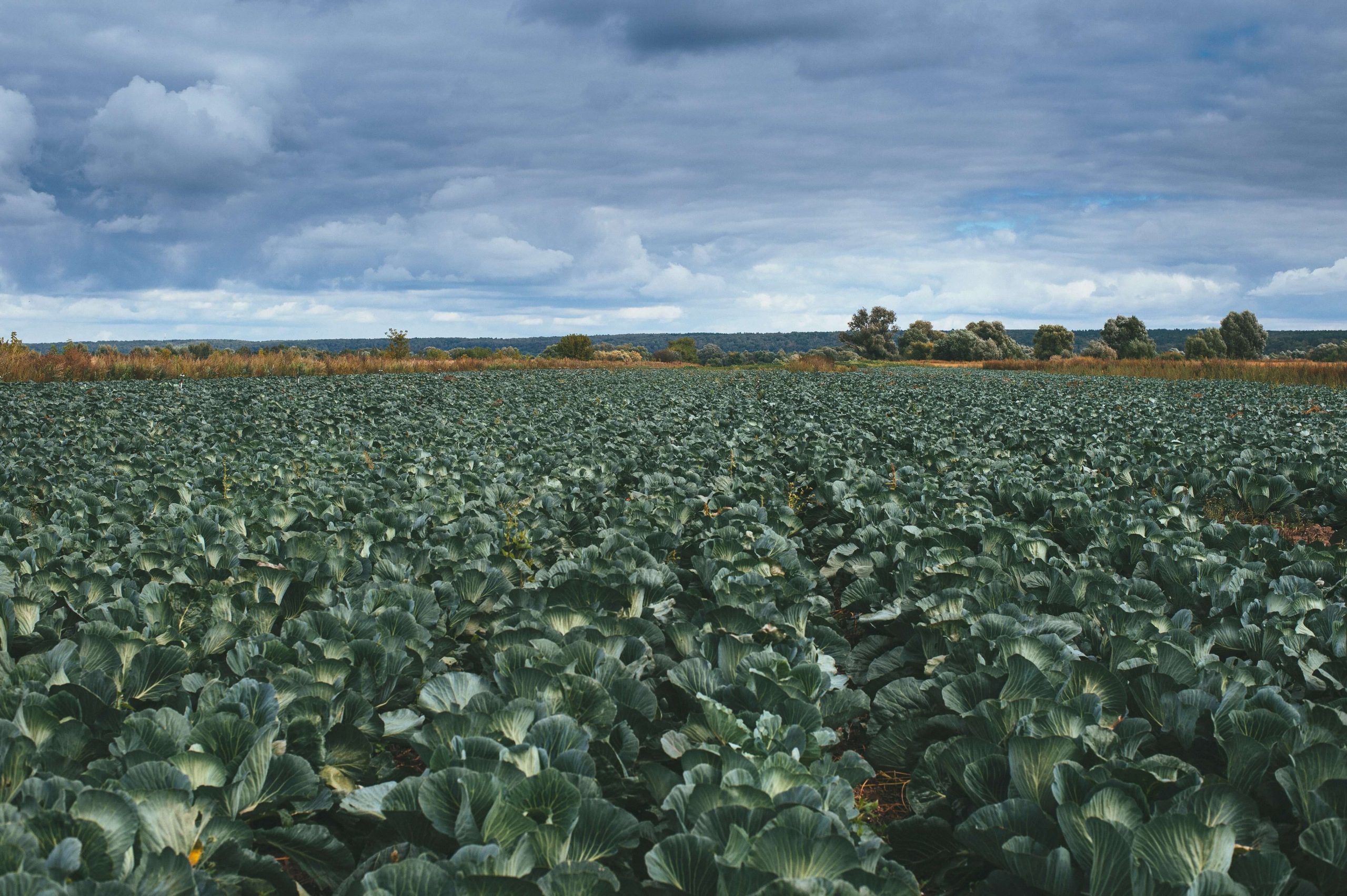 how to control cabbage worms