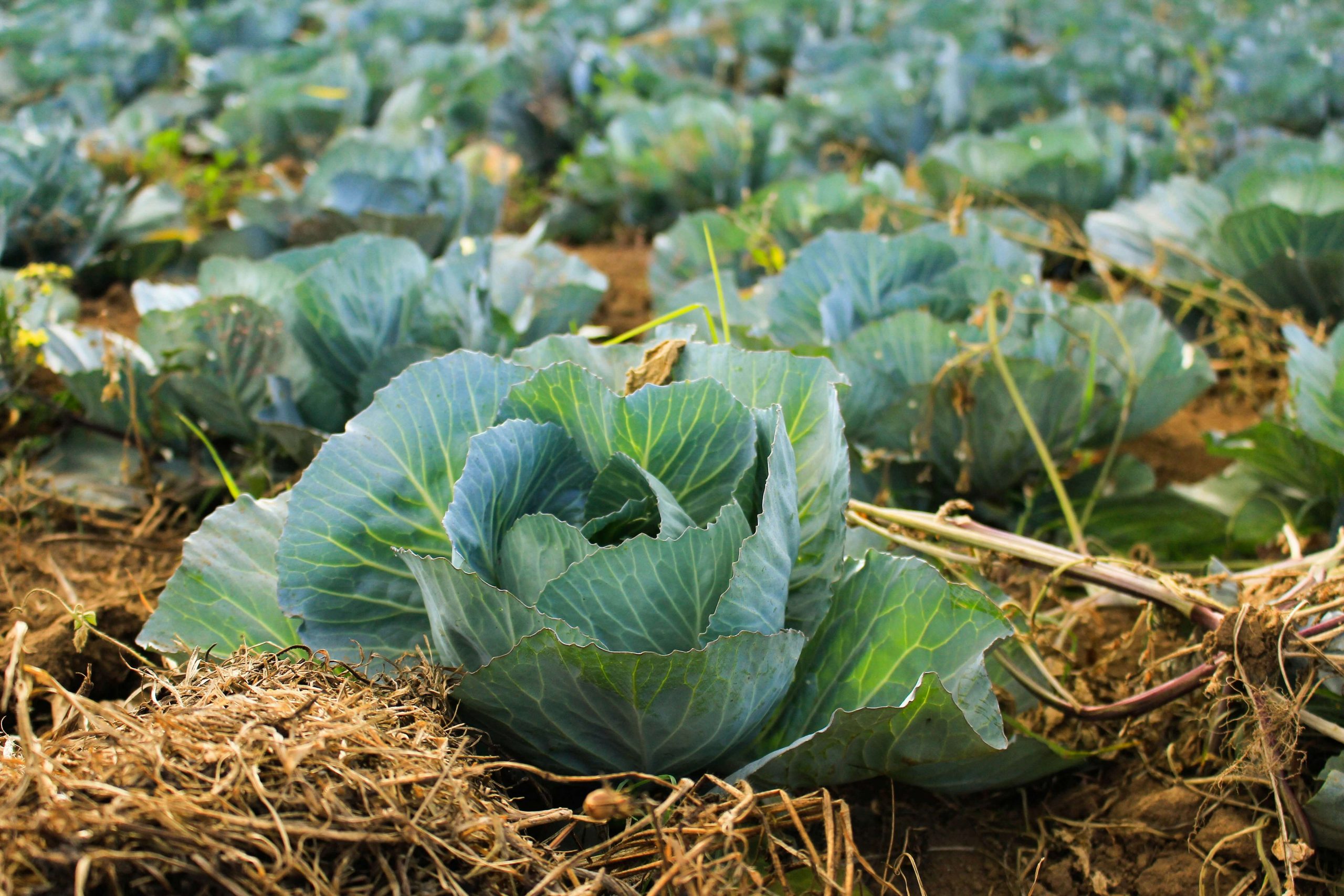 how to grow cabbage